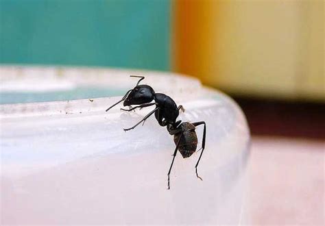 家裡出現像螞蟻的蟲 駱法丹